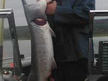 Jordan Dood of Bozeman, MT with a 22 pound paddlefish he snagged with a crankbait (fish released).