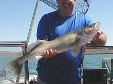 Greg Staffileno with a 31 inch, 12 pound walleye.