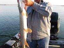 Chuck Thompson of Littleton, CO with a 29 northern pike.