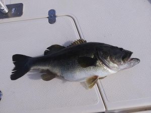 A 8 pound largemouth bass caught while fishing alone.