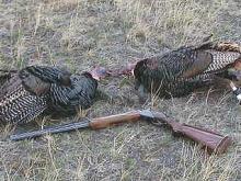 Nope, didn't go fishing.  Took a day off to do a little turkey hunting and got two gobblers.