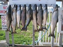 No these are not Fort Peck salmon (I wished they were)