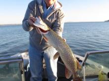 Melvin Holmes of Grand Island, NE with 32 northern pike.