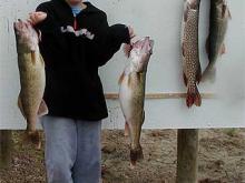 Jordan Dood of Bozeman, MT with a 5, 7 and 7.5 walleye and a 6# northern pike.