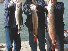Steve Knapp with a six-pound walleye, Harold Wentland with an eight-pound northern and Neil Martin with an 18-pound northern caught in the Bone Trail area.