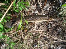 A Florida spotted gar caught in the Everglade ditches.